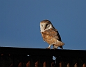 Barn owl - A
